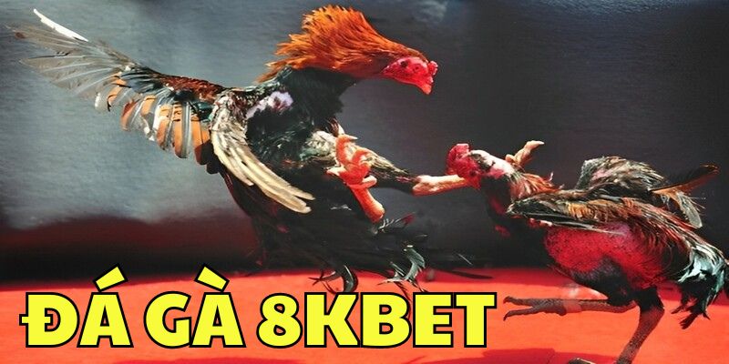 đá gà 8kbet Giới thiệu tổng quan chuyên mục đá gà 8kbet